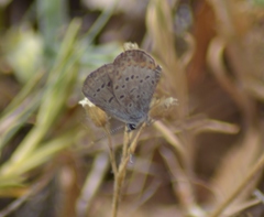 Plebejus samuelis