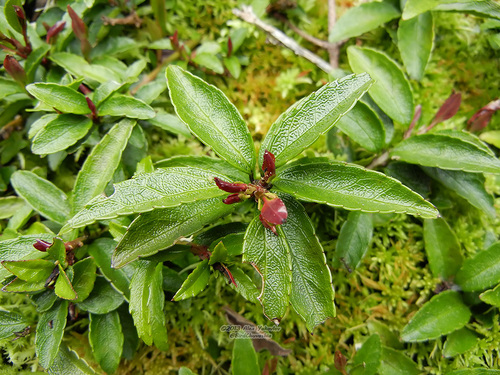 Ilex rugosa iNat (3)