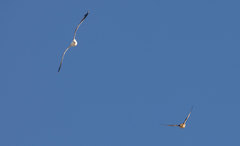 Falco peregrinus brookei