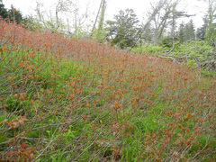 Toxicodendron orientale