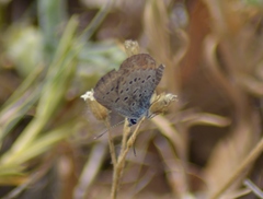 Plebejus samuelis