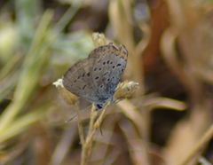 Plebejus samuelis