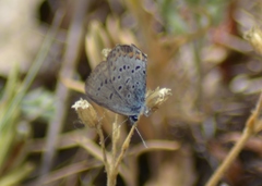 Plebejus samuelis