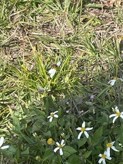 Apis mellifera