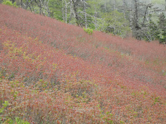 Toxicodendron orientale