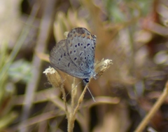Plebejus samuelis