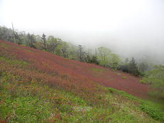 Toxicodendron orientale