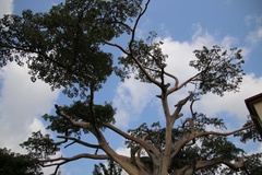 Adansonia digitata