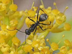 Camponotus feae