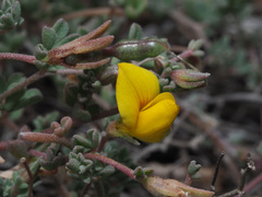 Lotus tenellus