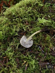 Mycena laevigata