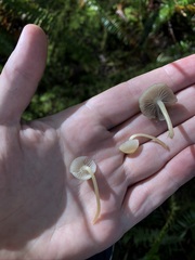 Mycena laevigata