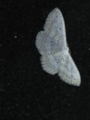 Idaea tacturata