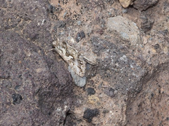 Cornutiplusia circumflexa