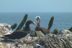 Sula leucogaster brewsteri