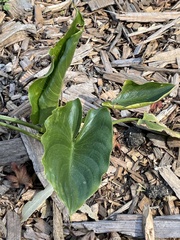 Zantedeschia
