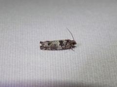 Pseudexentera knudsoni