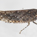 Bespeckled Leafhopper - Photo (c) solomon hendrix, some rights reserved (CC BY-NC), uploaded by solomon hendrix