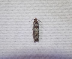 Pseudexentera knudsoni