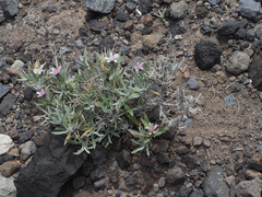 Atractylis arbuscula subsp. schizogynophylla image