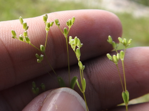 Image of Drymaria leptophylla by (c) Sam Kieschnick, some rights reserved (CC BY)