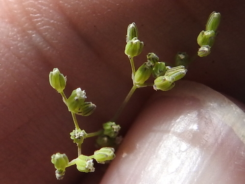 Image of Drymaria leptophylla by (c) Sam Kieschnick, some rights reserved (CC BY)