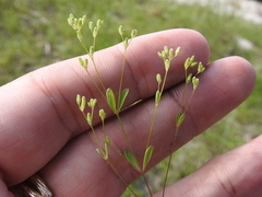 Drymaria leptophylla
