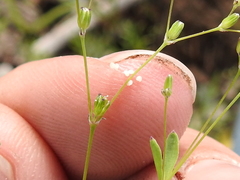 Drymaria leptophylla