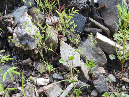 Image of Drymaria leptophylla by (c) Sam Kieschnick, some rights reserved (CC BY)