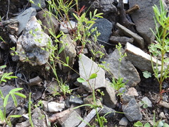 Drymaria leptophylla