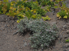 Atractylis arbuscula subsp. schizogynophylla image