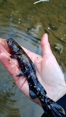 Pylodictis olivaris