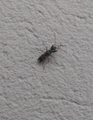 Erlacda argentinensis