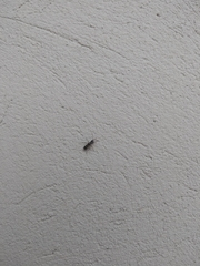 Erlacda argentinensis