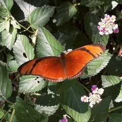 Dryas iulia alcionea
