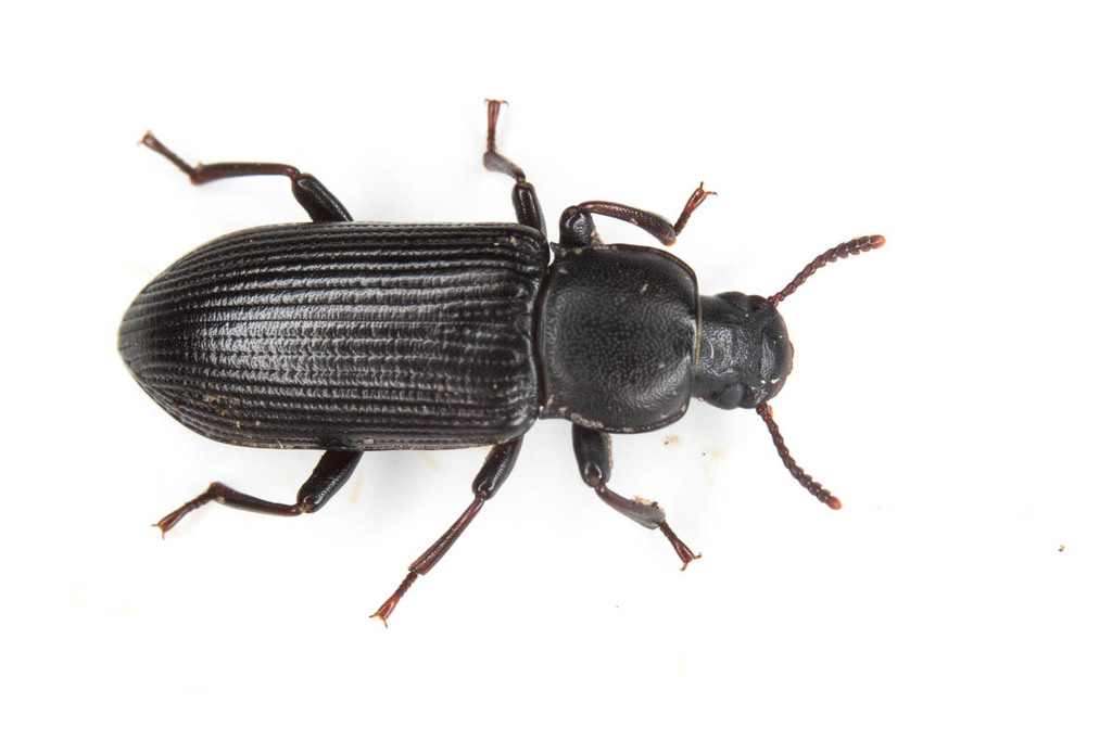 Menephilus cylindricus