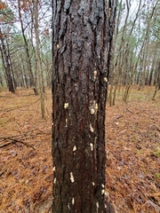 Dendroctonus terebrans