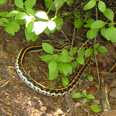 Thamnophis cyrtopsis ocellatus