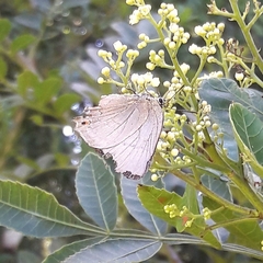 Parrhasius polibetes