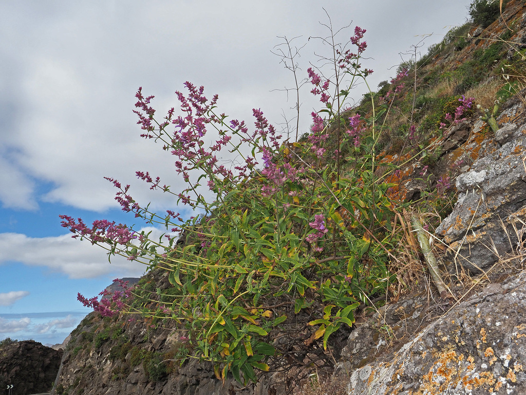 Canary Island sage