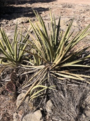 Yucca baccata baccata