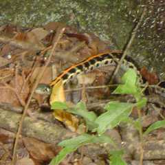 Thamnophis cyrtopsis ocellatus