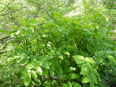 Aralia cordata sachalinensis