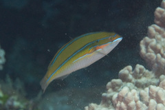 Stethojulis trilineata