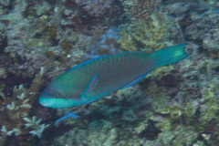 Scarus globiceps