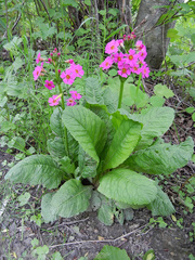 Primula japonica
