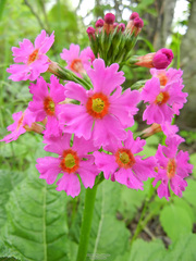 Primula japonica
