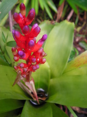 Aechmea fulgens