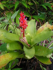 Aechmea fulgens