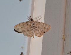 Ectropis crepuscularia